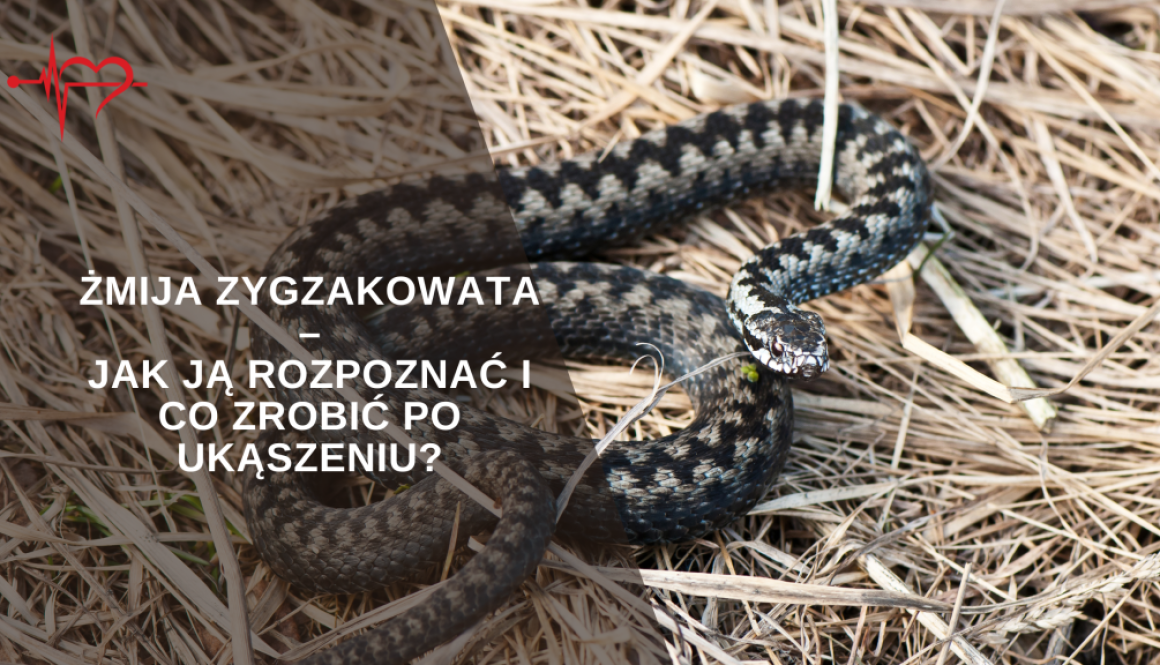 zmija-zygzakowata-1024x576-1